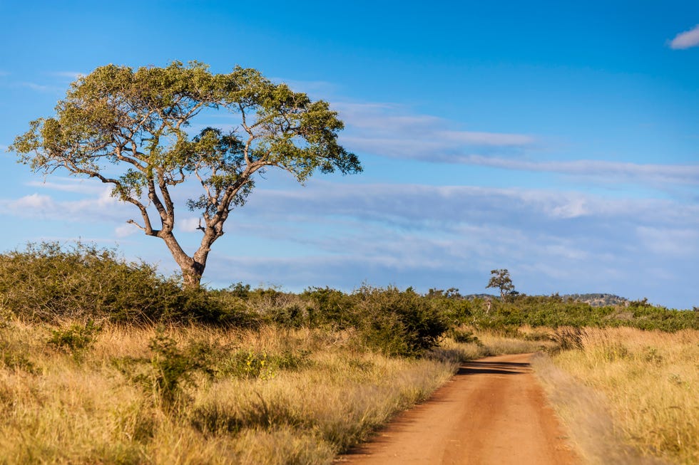 acacia and dirt road