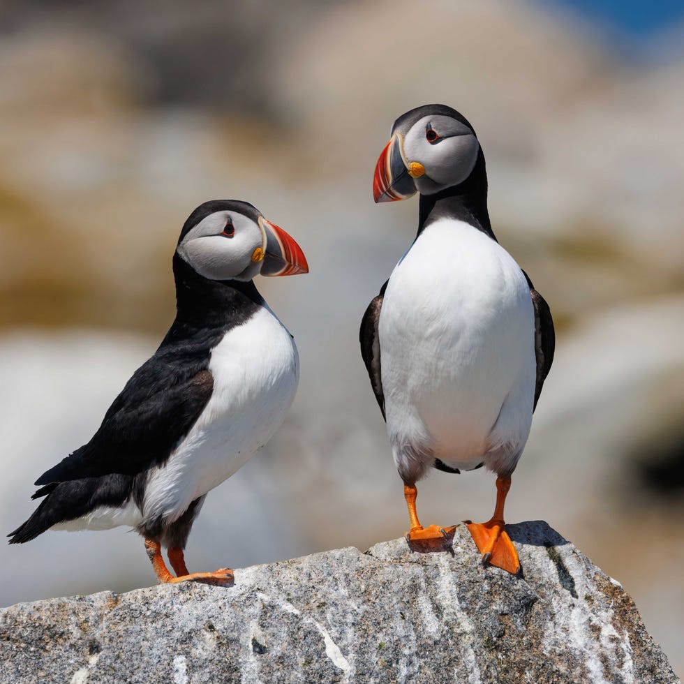 a couple of birds standing on a rock