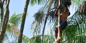 a man pluking in the acai palm tree at amazon rainforest in igarapé miri district of pará state north of brazil