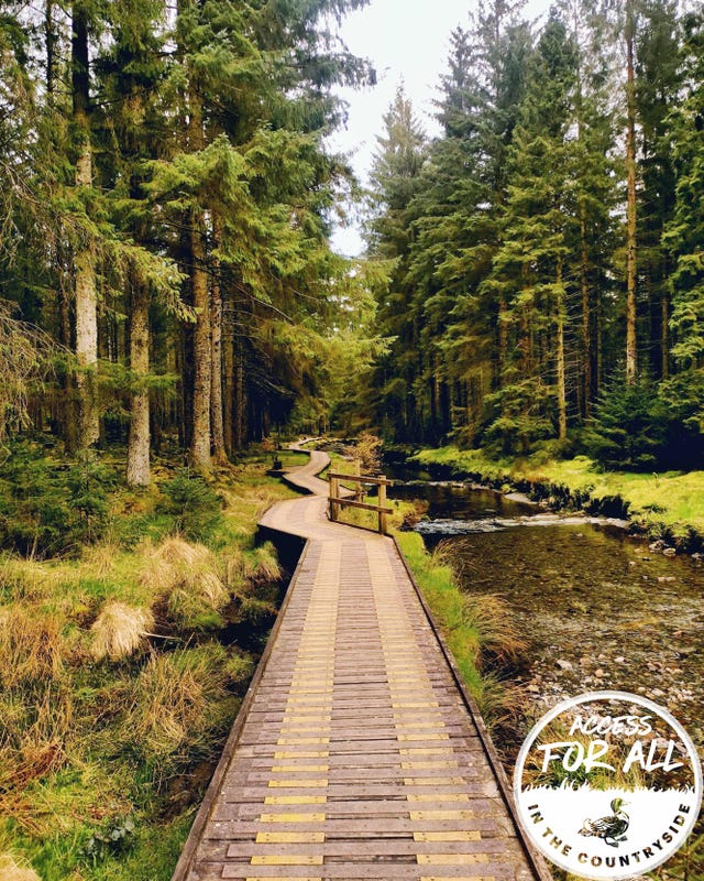 a path with trees on either side