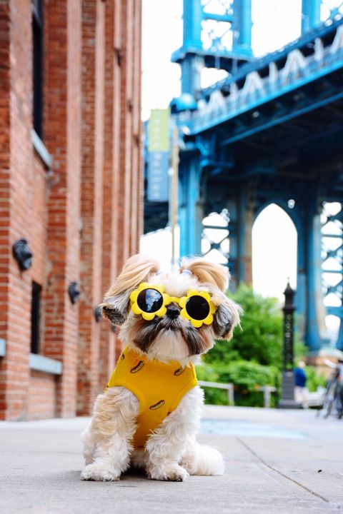 güneş gözlüğü takan köpek