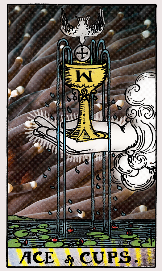 ace of cups