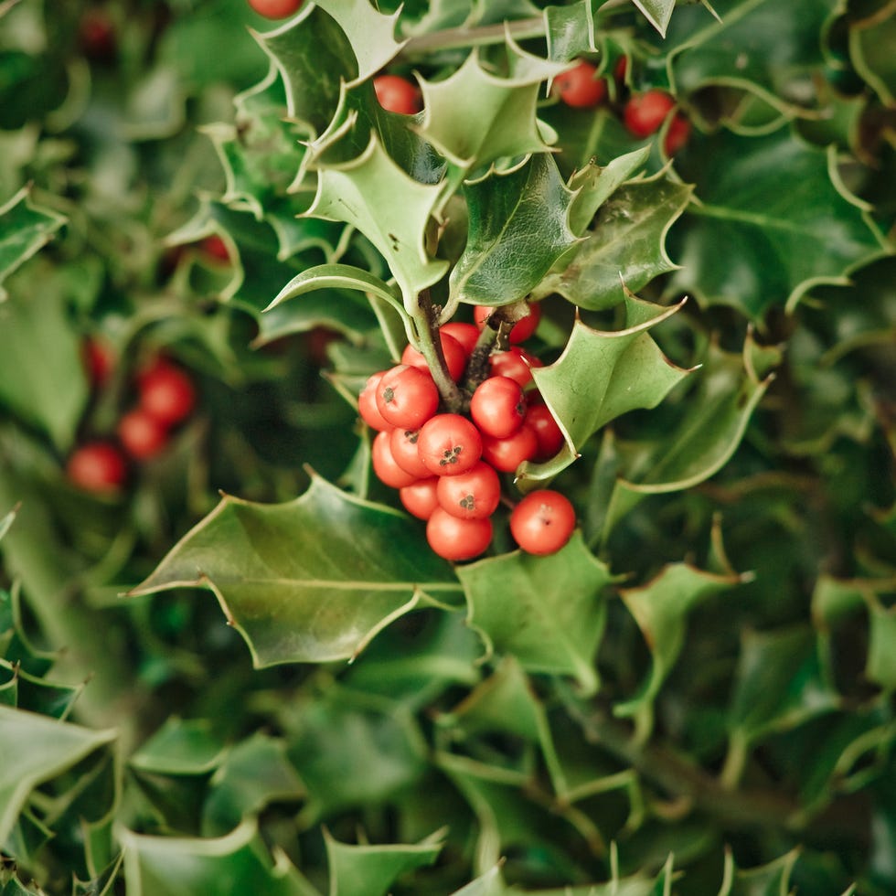 christmas symbol - holly and berries