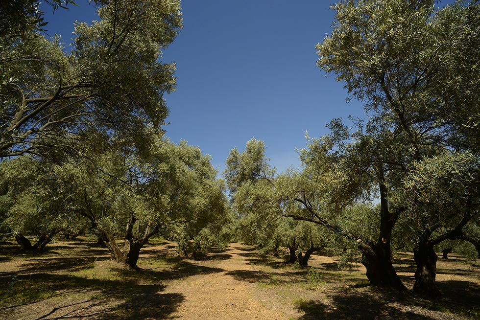 olivar