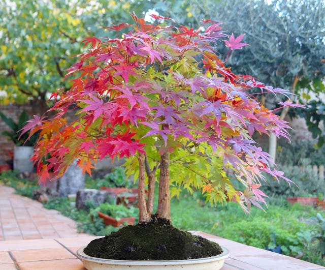 7 Best Trees To Plant In Small Gardens