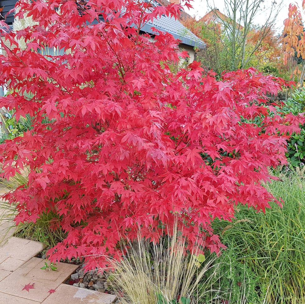 low maintenance front yard fall color low maintenance front yard fall color