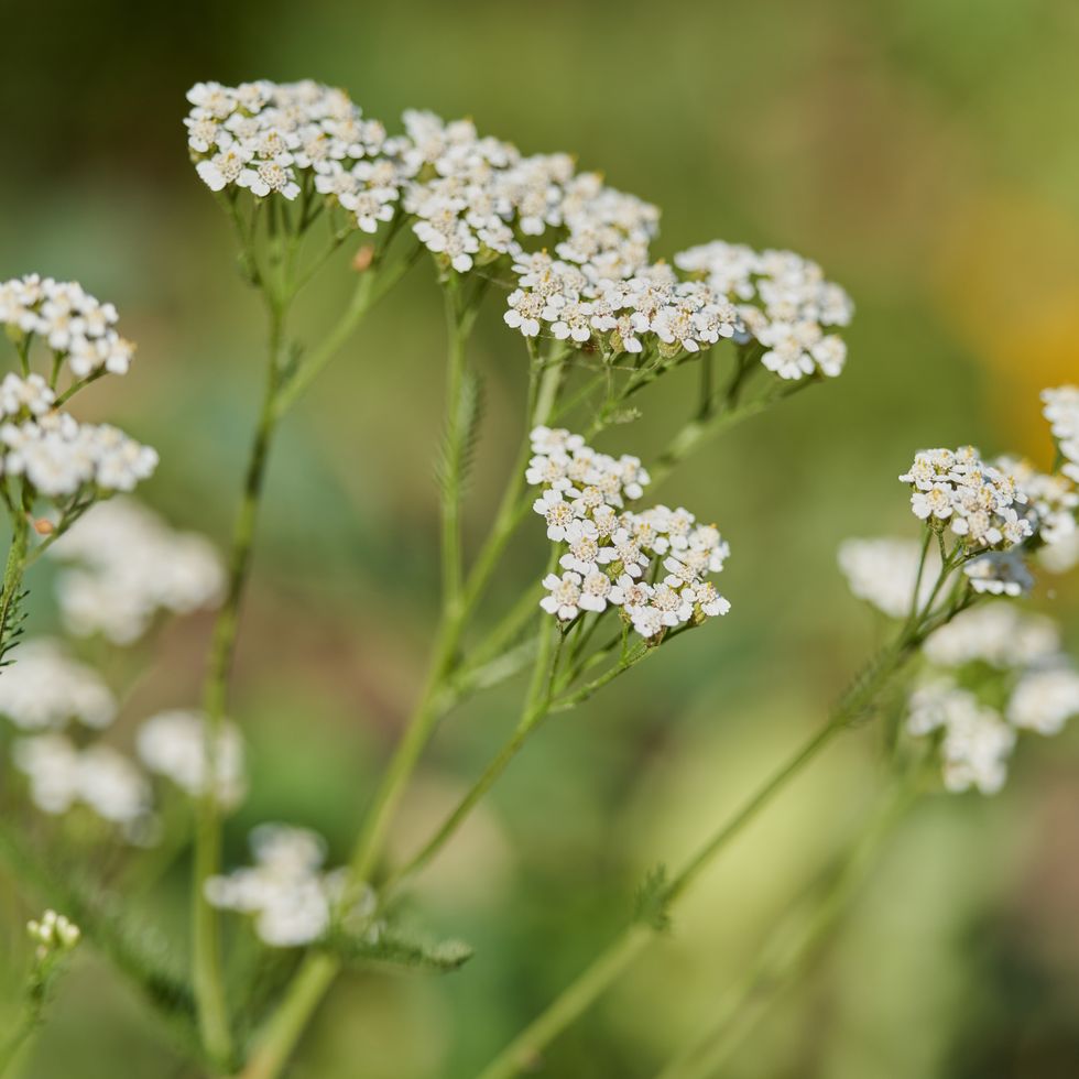 achillea millefolium