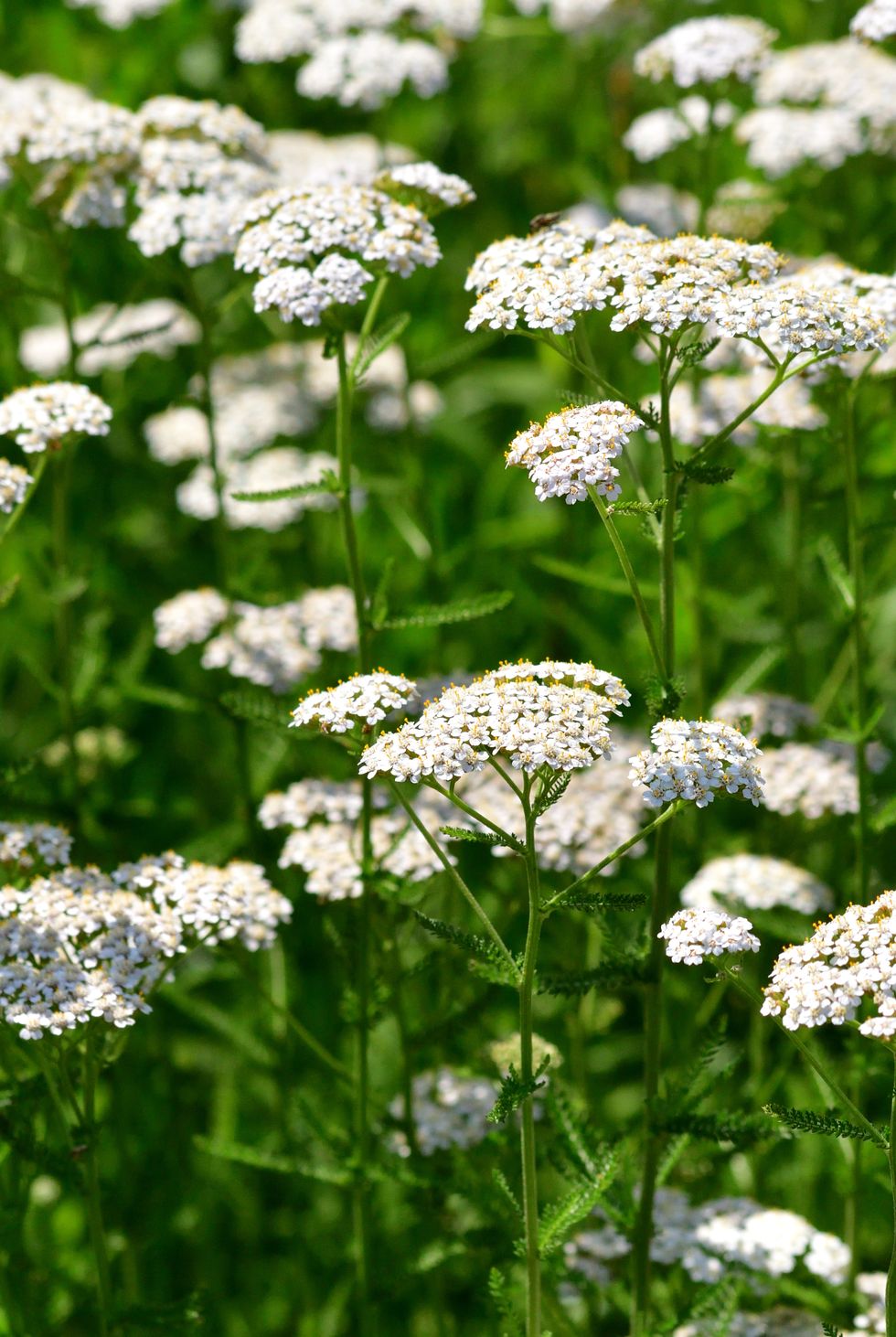 achillea millefolium/white yarrow/common yarrow: perennial plant that brighten garden throughout summer