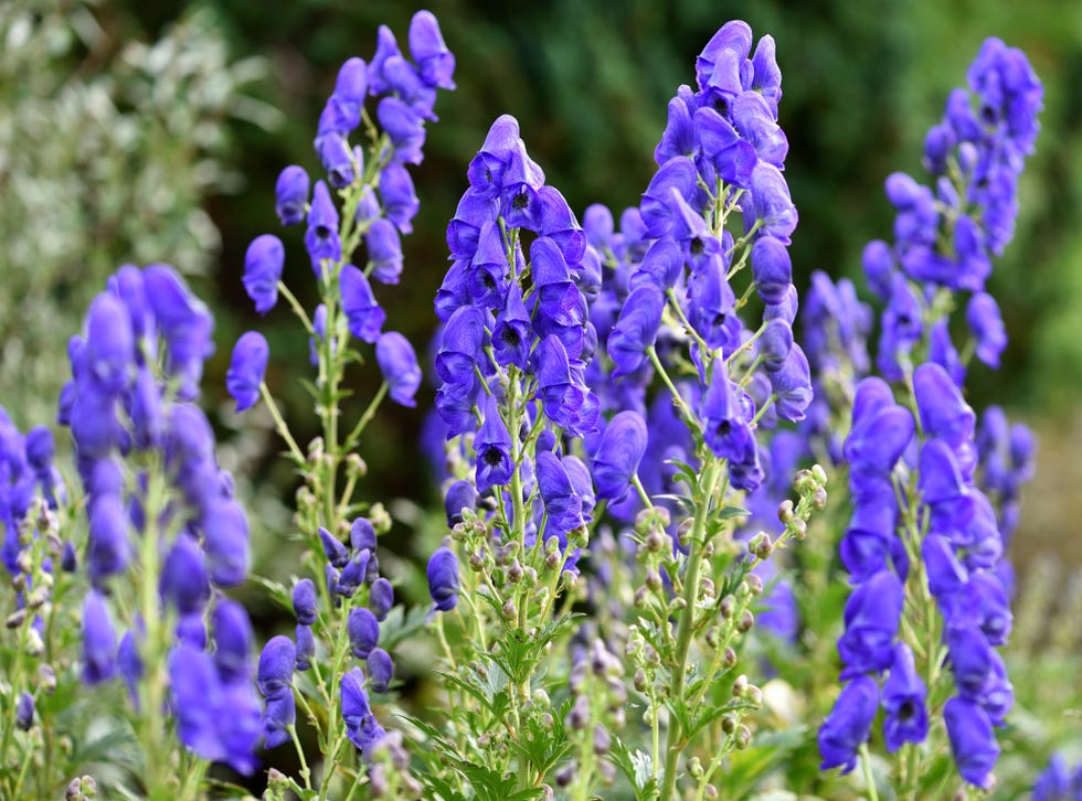 aconitum carmichaelii arendsii