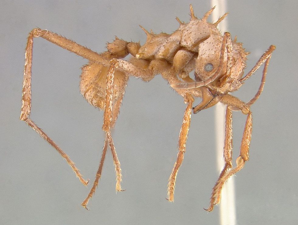 Dankzij zijn pantser kan de bladsnijdermier Acromyrmex echinatior oorlogen met andere mierensoorten beter doorstaan