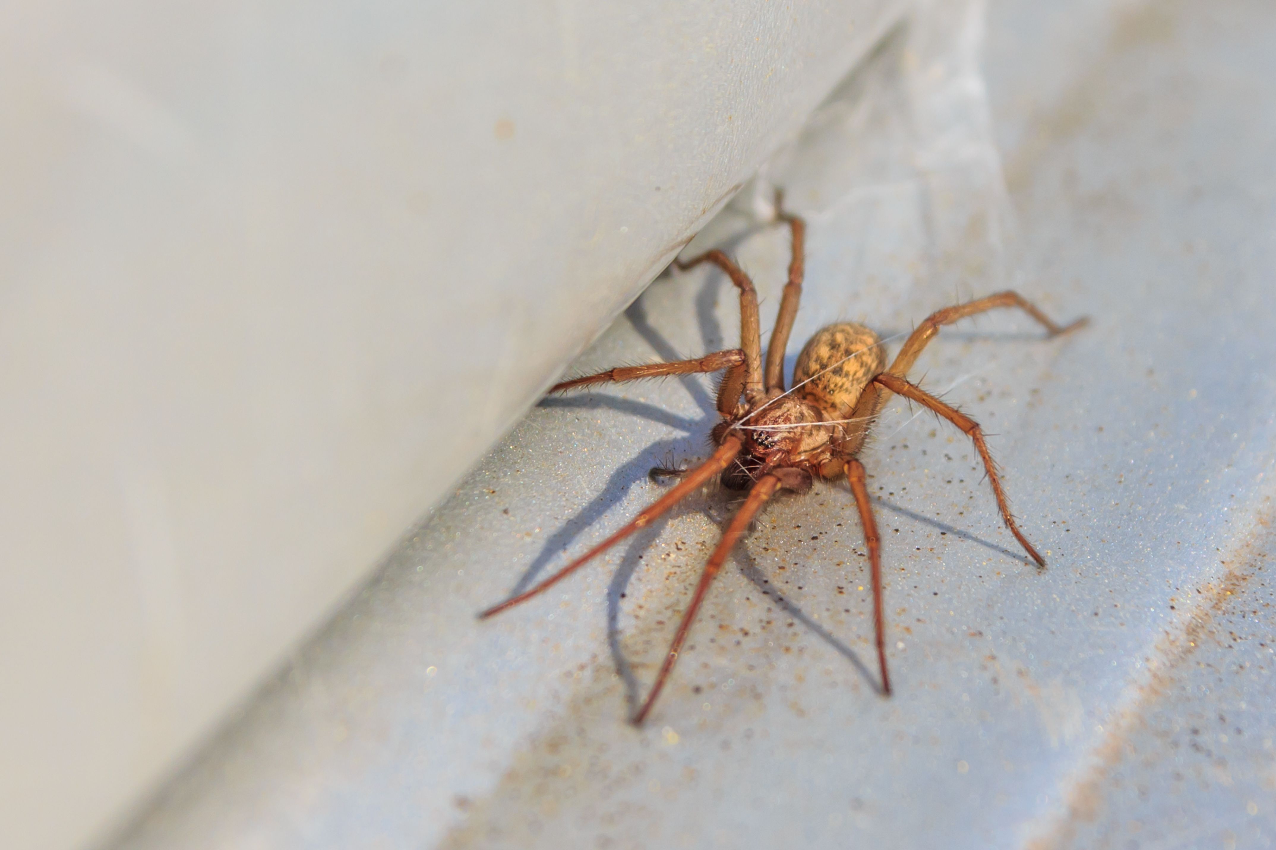 Active House Spider Royalty Free Image 1568320833 