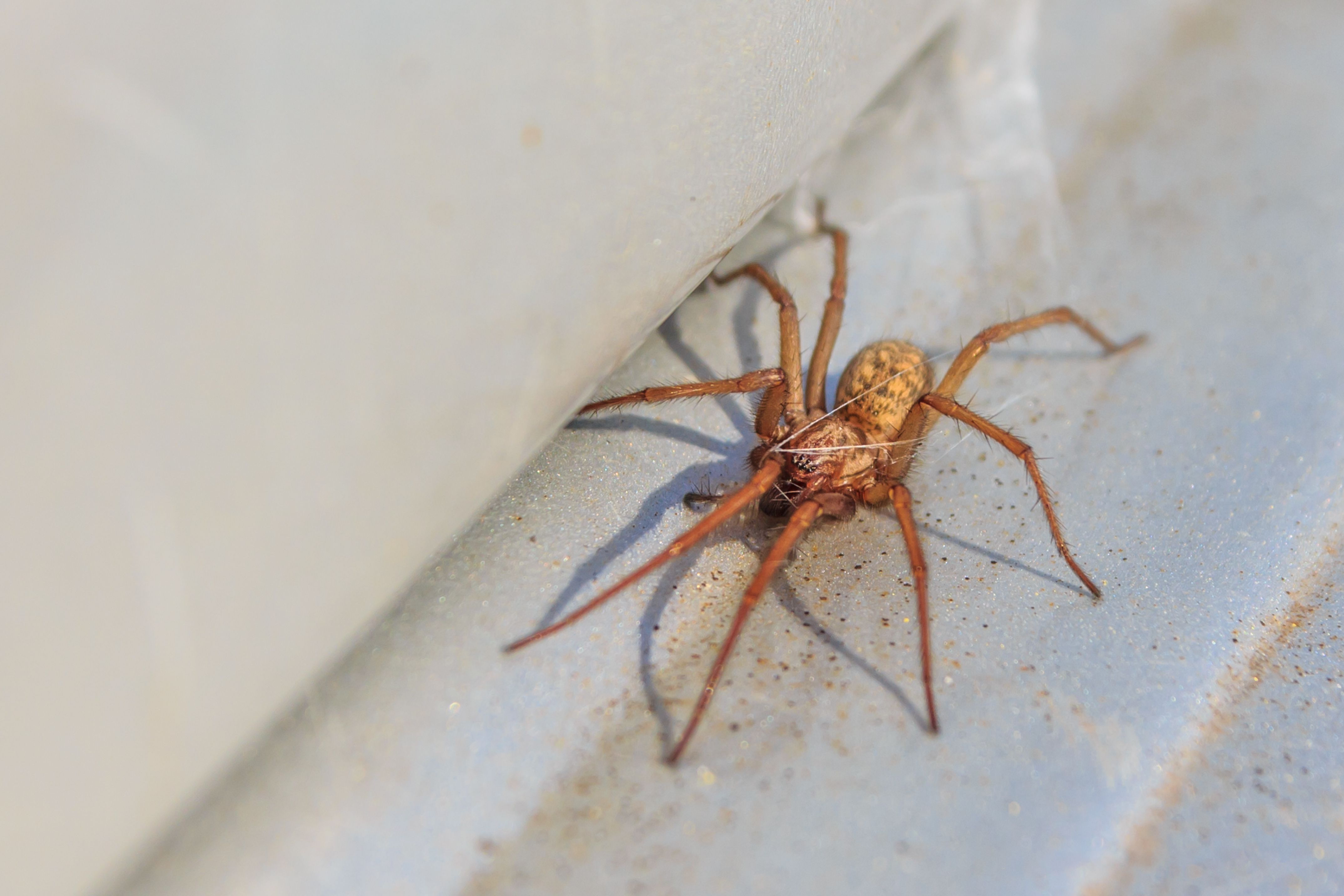 house spider identification chart