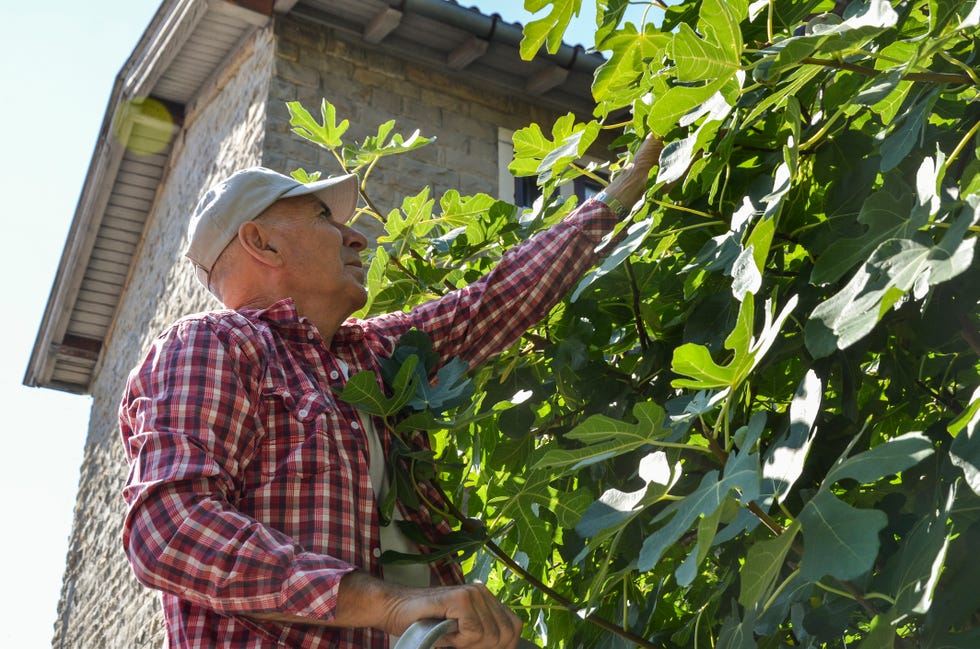 active senior picking figs from a treetop