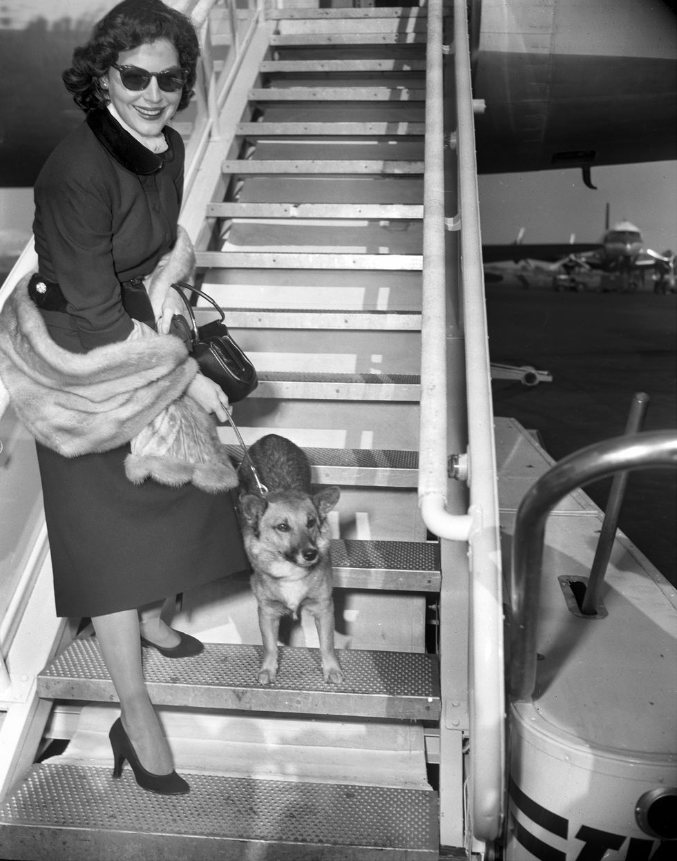 actress ava gardner and her dog, rags, leave international a