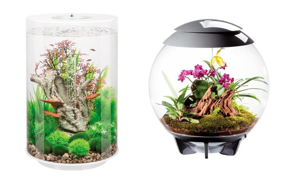 Acuarios de plantas