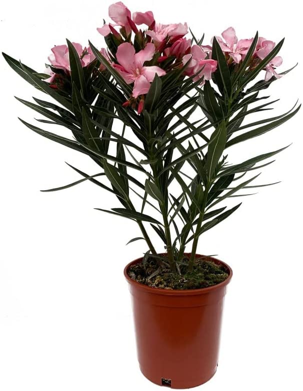 plantas tóxicas y venenosas