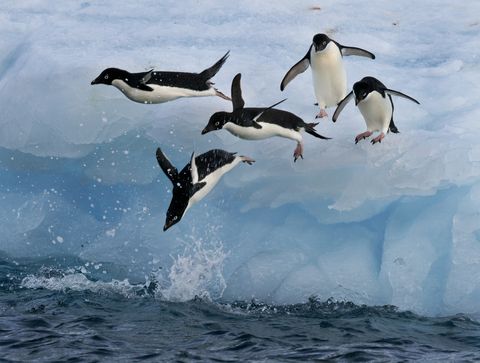 adelie penguins launching