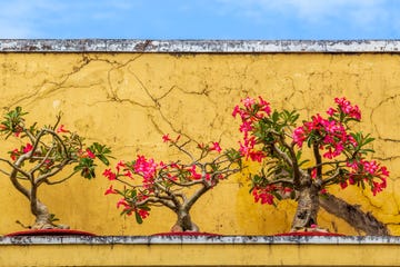 adenium obesum rosa del desierto
