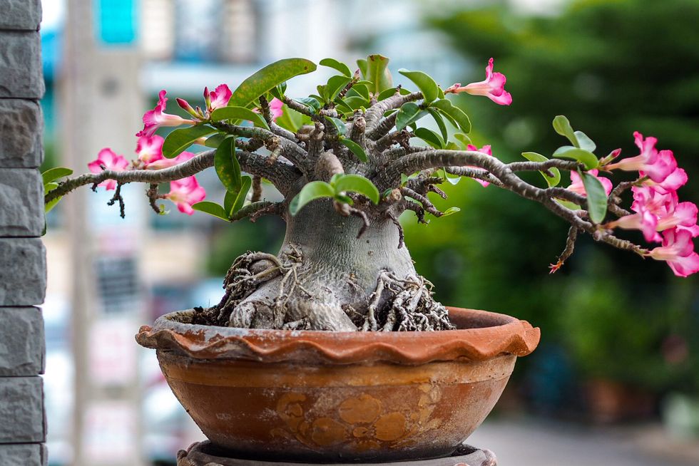 adenium obesum tree or desert rose in the pot