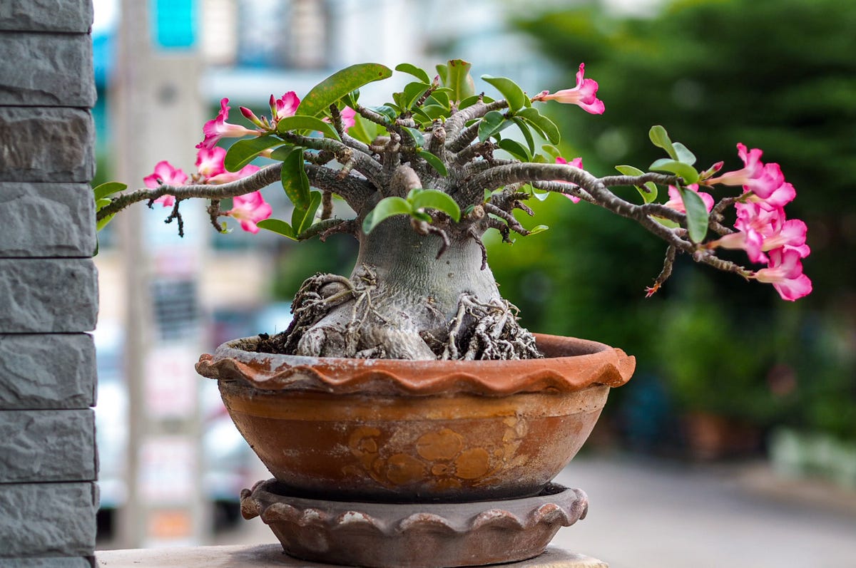 adenium obesum rosa del desierto
