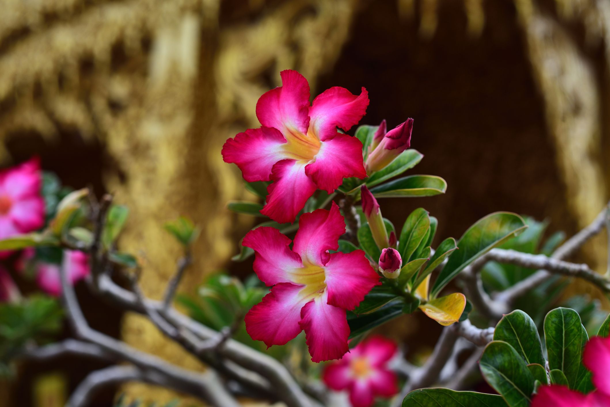Desert Rose (X Graptoveria 'Caerulescens')- Life is a Garden