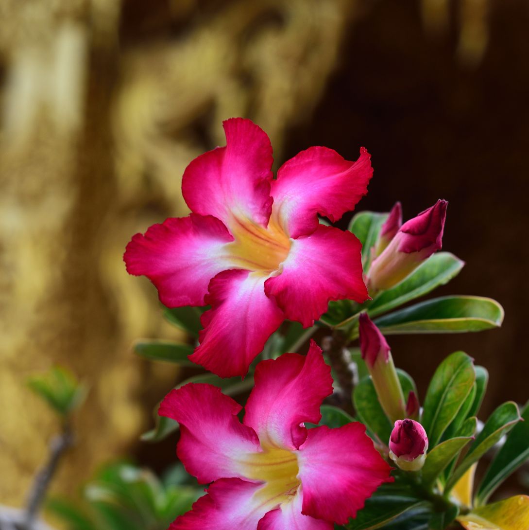 Facts About the Desert Rose: Description, Adaptation, and Care
