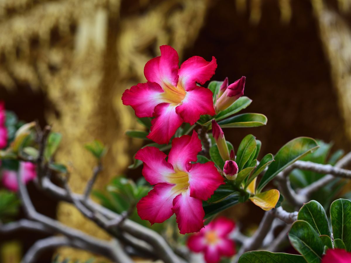 The Desert Rose Plant aka Adenium Obesum Is Just Amazing - Article