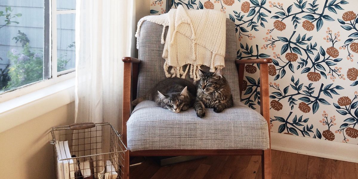 floral print adhesive wallpaper in corner of living room with two cats sitting on chair