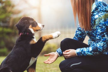 cómo adiestrar a tu perro