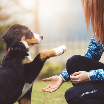 Cómo adiestrar a tu perro cómo adiestrar a tu perro
