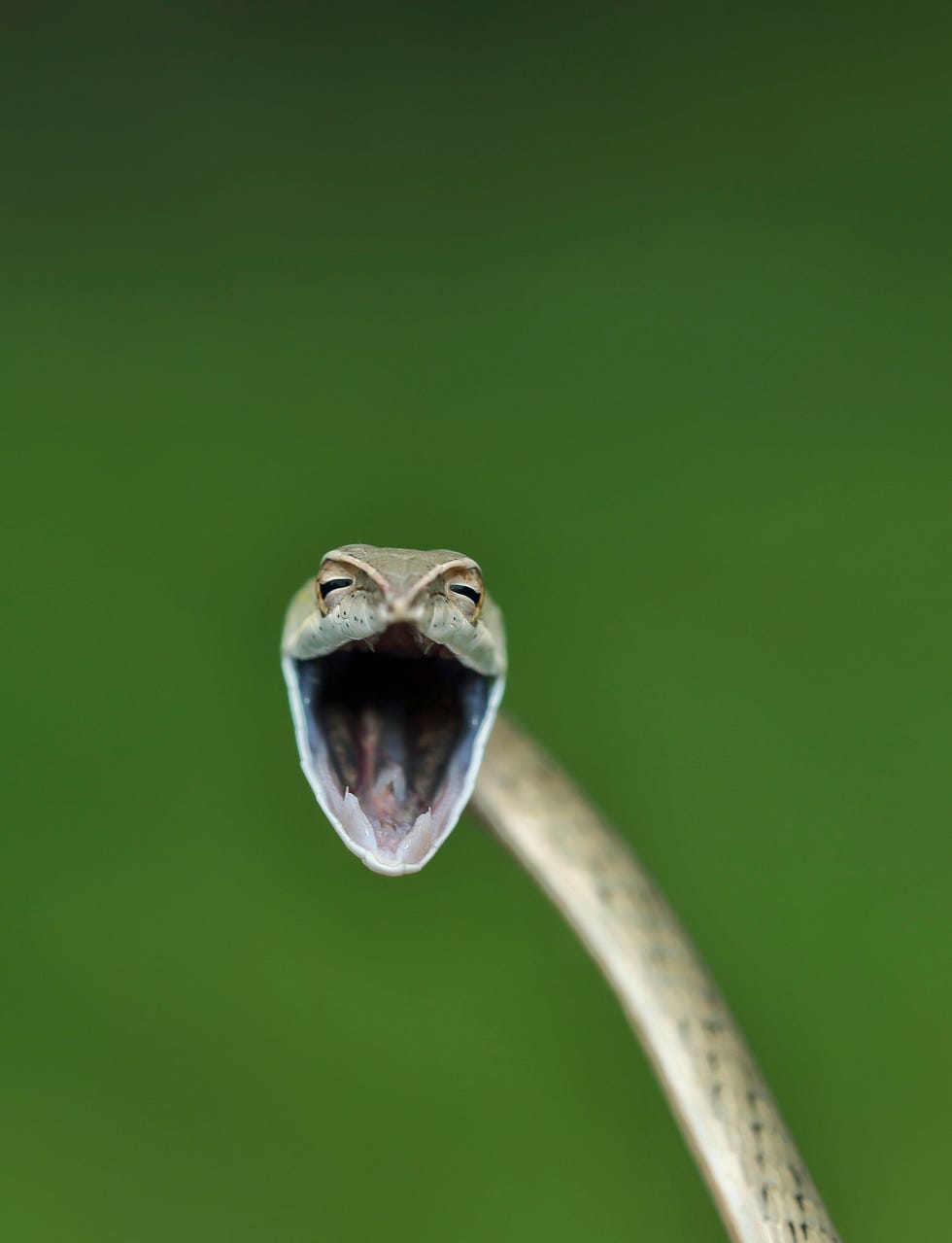 2021 comedy wildlife finalists