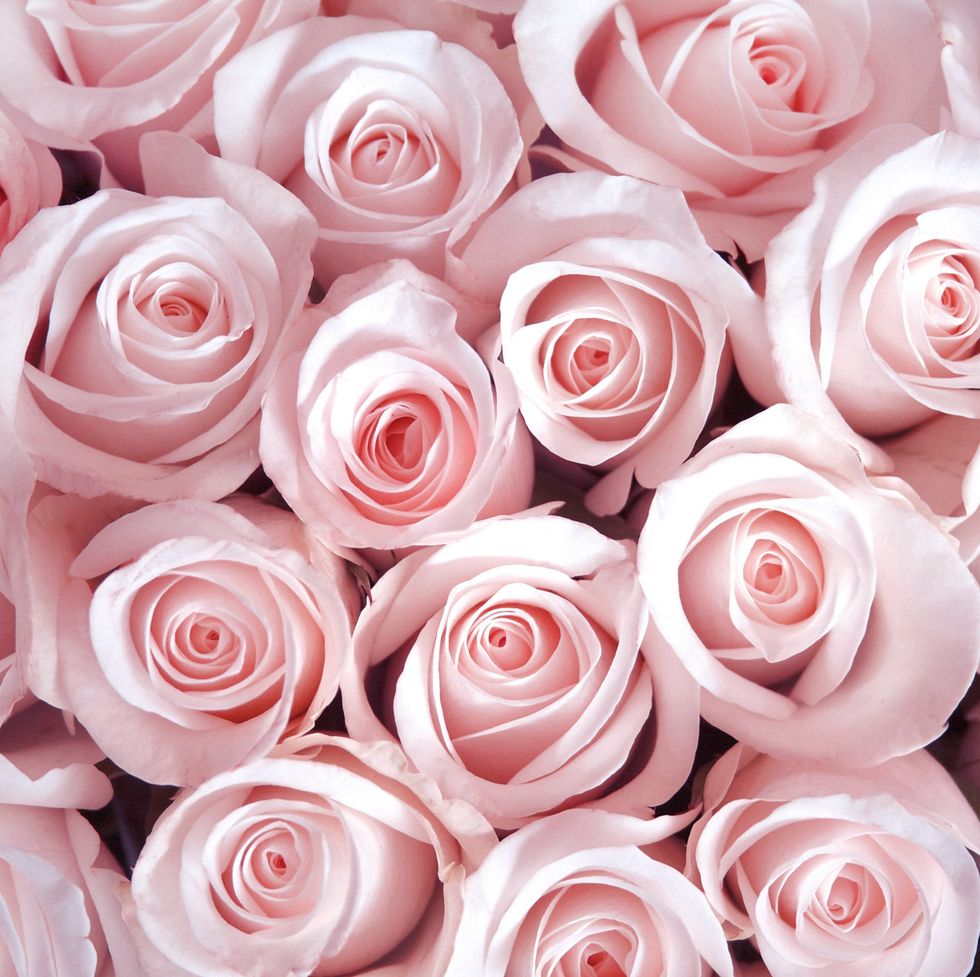 pink roses as a background