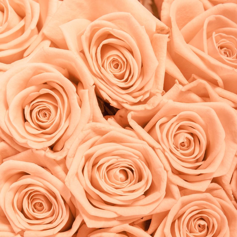 The Ultimate Rose Color Meanings Guide - SnapBlooms Blogs