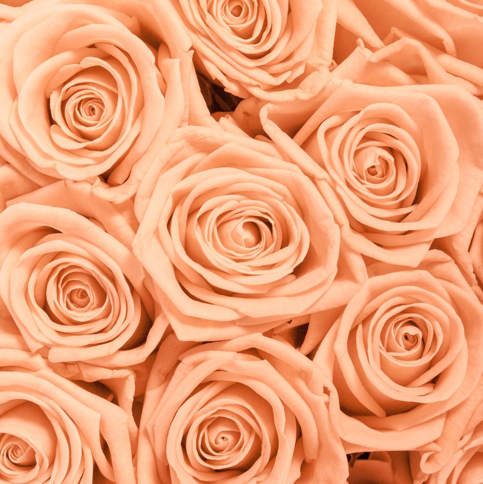 tan and peach rosesbackground pattern