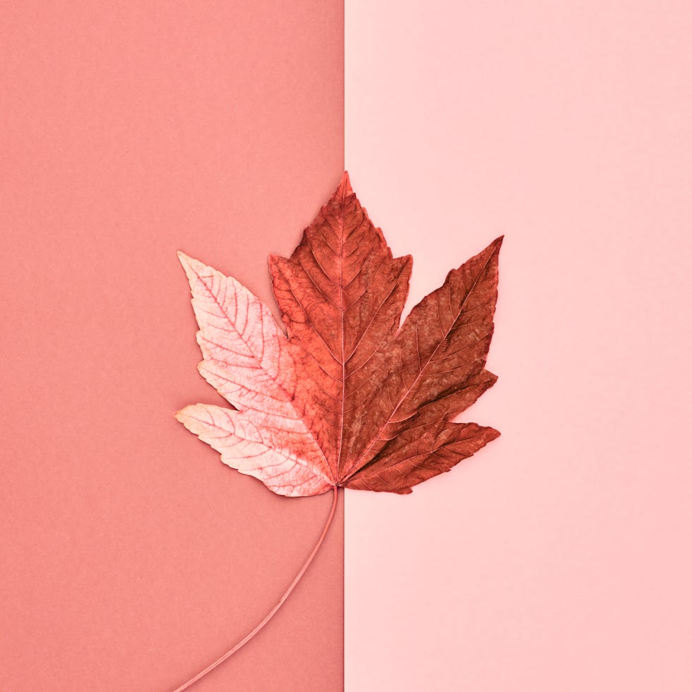 Adobe Stock for Pantone Colour of the Year 2019 - Living Coral