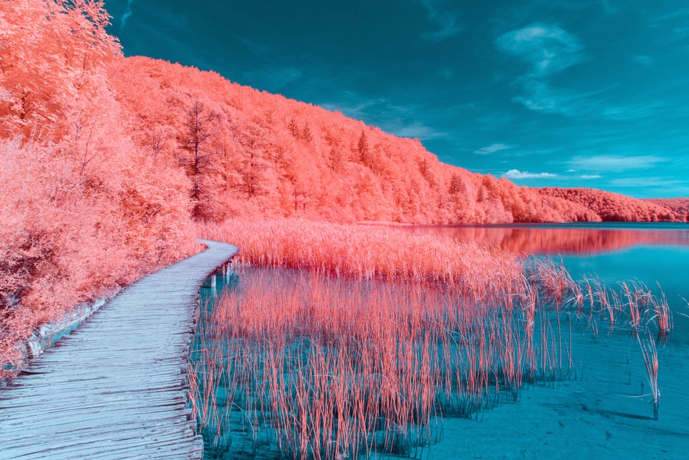 Adobe Stock for Pantone Colour of the Year 2019 - Living Coral