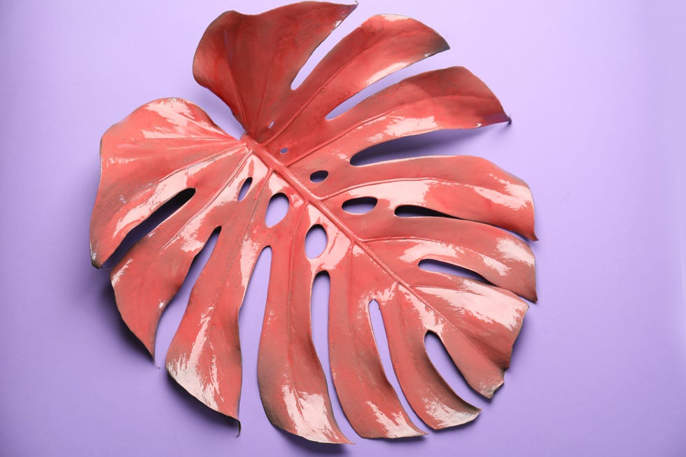 Adobe Stock for Pantone Colour of the Year 2019 - Living Coral