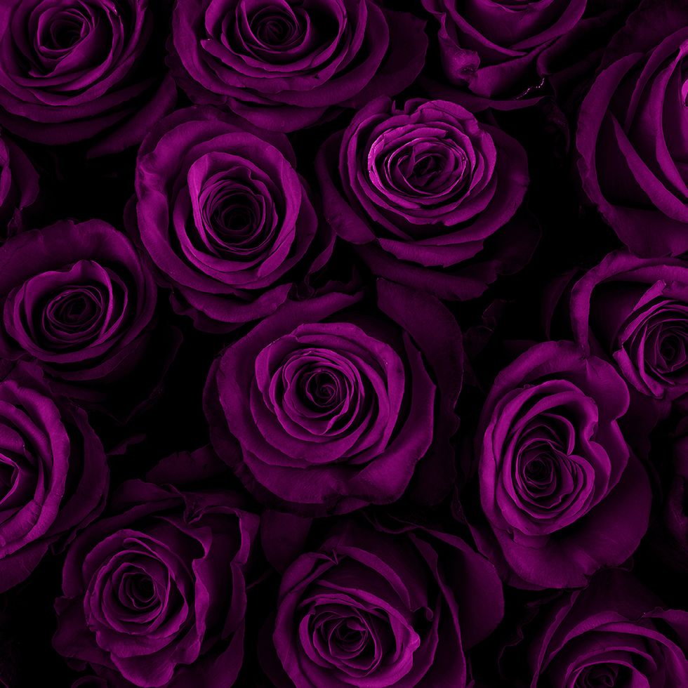 beautiful purple roses background color of the holiday gift to a woman deep purple color