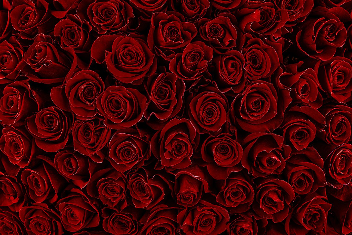 Red roses 