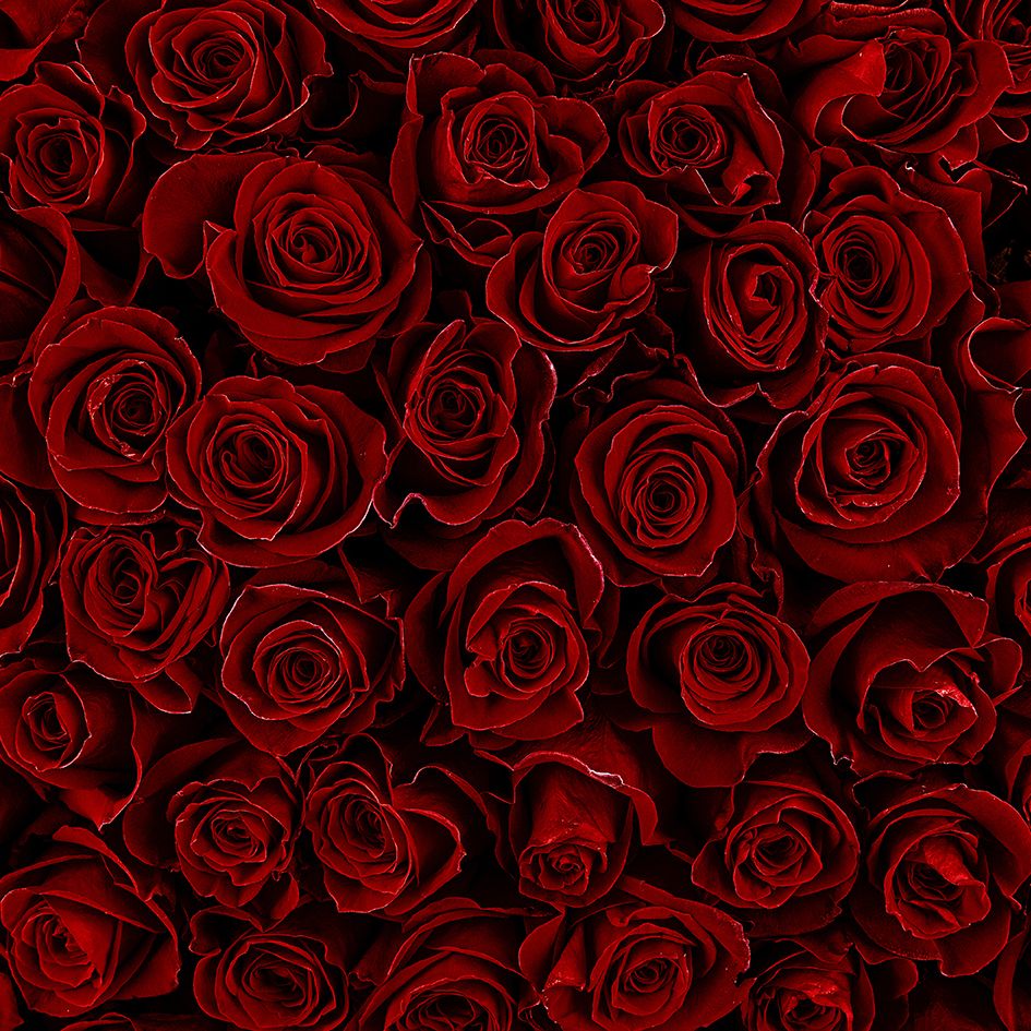 Red Roses (*variation of color range)