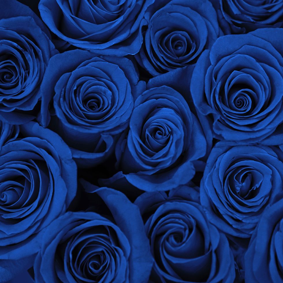 beautiful fresh blue roses as background, closeup floral decor