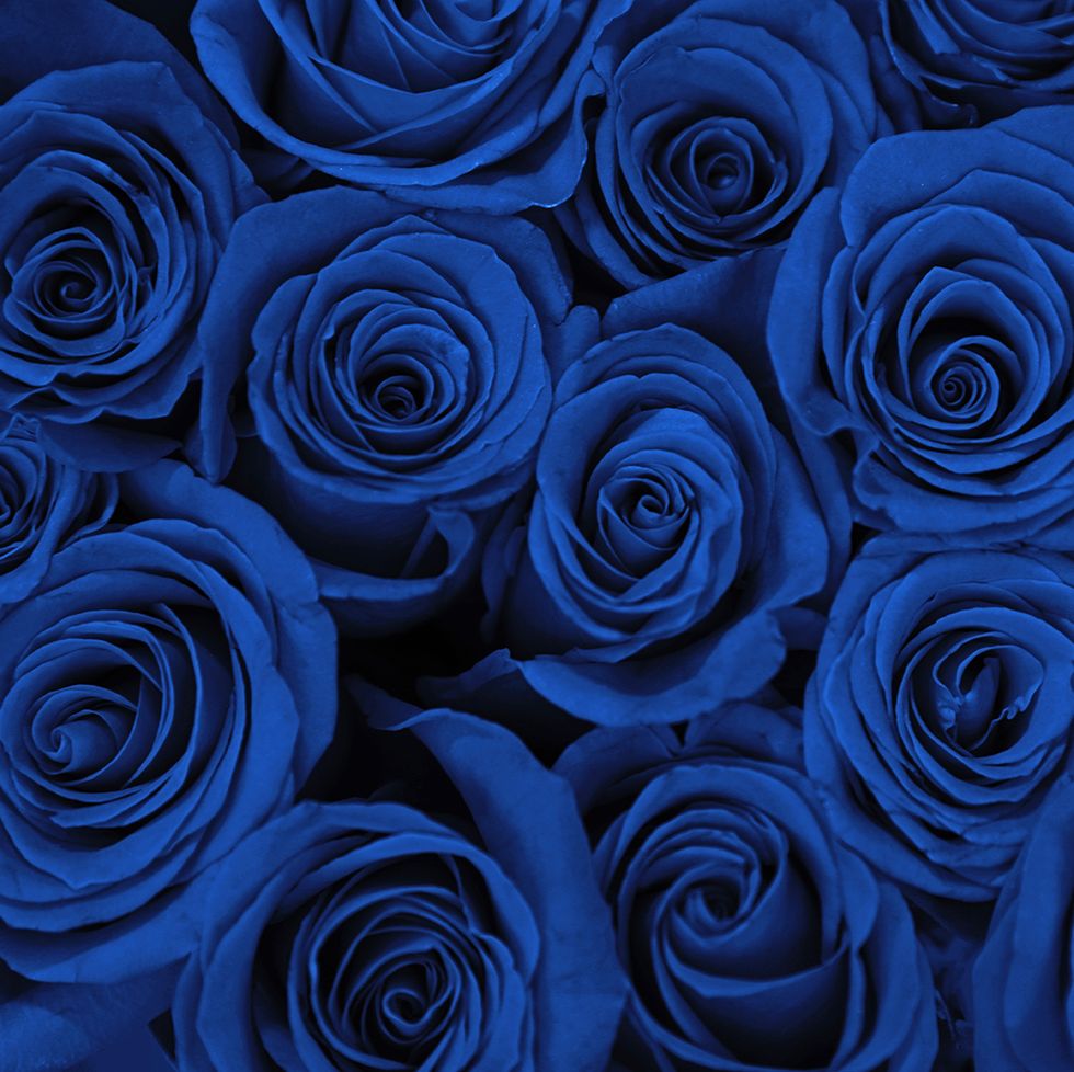 beautiful fresh blue roses as background, closeup floral decor