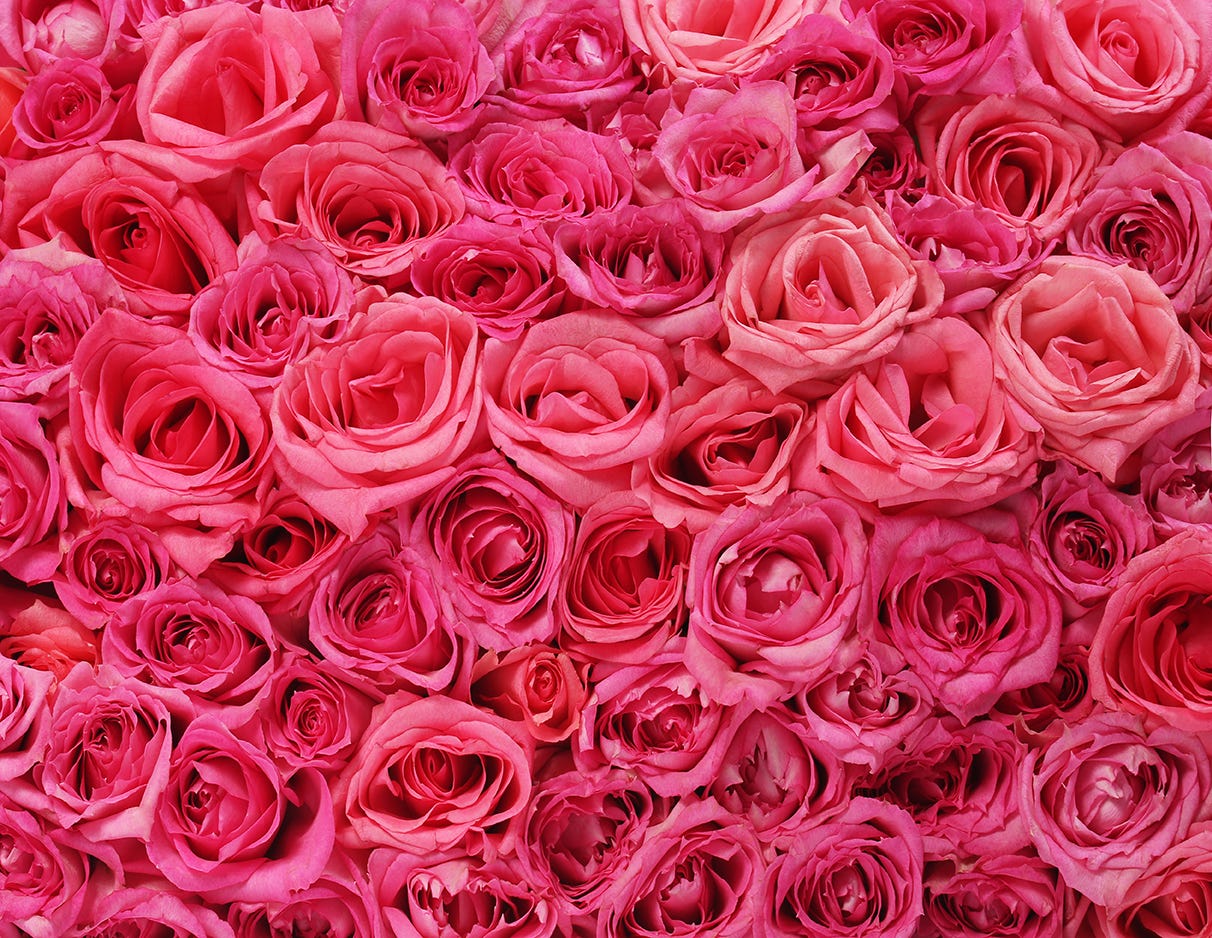 11 Rose Colors and Meanings to Know Before Sending a Bouquet