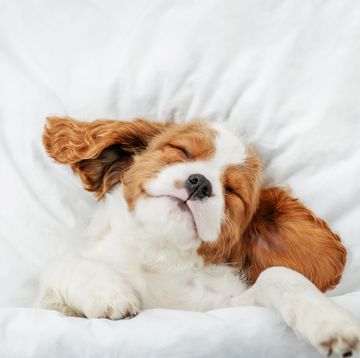 cute cavalier king charles spaniel puppy sleeps on a bed at home top down view
