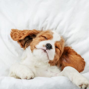 cute cavalier king charles spaniel puppy sleeps on a bed at home top down view cute cavalier king charles spaniel puppy sleeps on a bed at home top down view