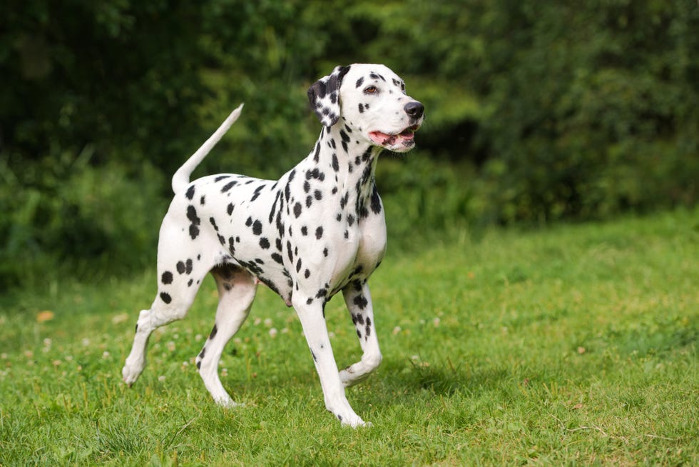 a z nombres de razas de perros