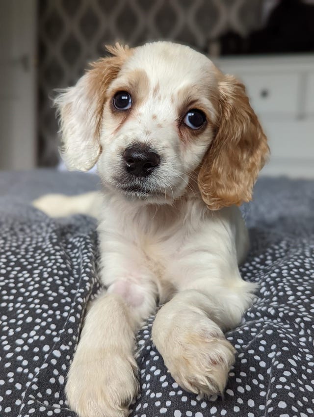 Appeal to Help Tiny Puppy Found Left in a Bin in Gloucester