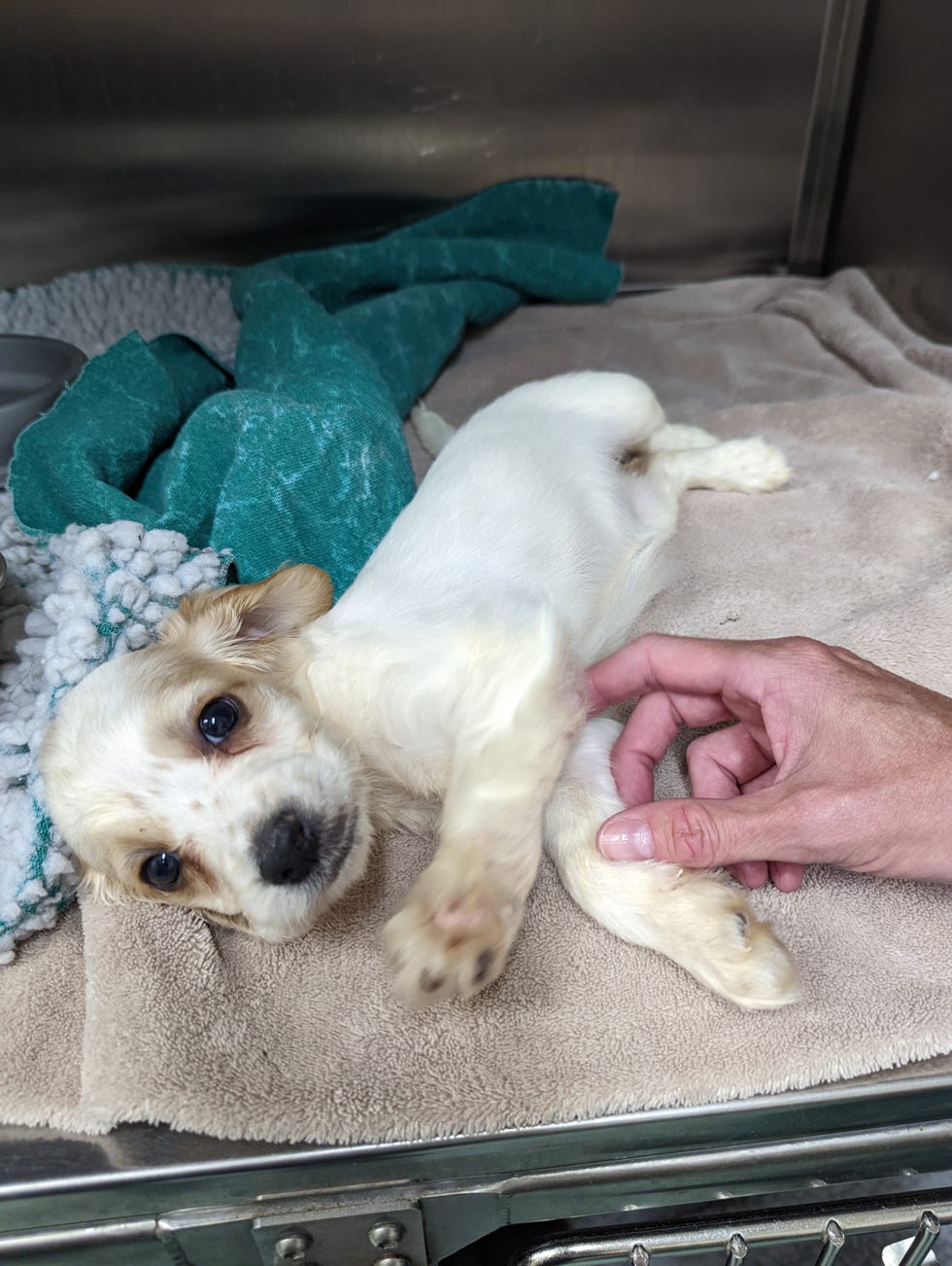 Appeal to Help Tiny Puppy Found Left in a Bin in Gloucester