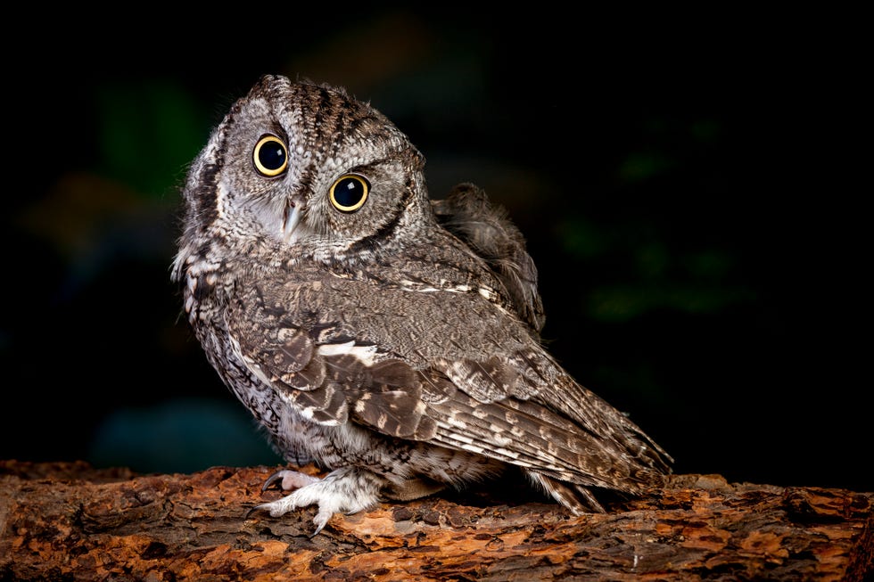adorable screech owl looking at the camera