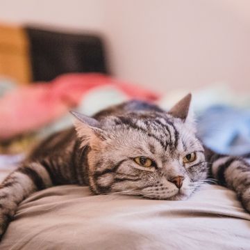 grijs zwart gestreepte kat ligt uitgeteld op bed met poten wijd en kop op het matras